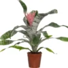 Kokerbromelia (Aechmea 'Primera') D 15 H 60 Cm -Tuinplanten Winkel 8717263468080 1