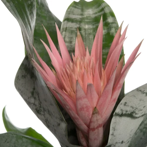 Kokerbromelia (Aechmea 'Primera') D 15 H 60 Cm -Tuinplanten Winkel 8717263468080 2