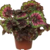Bladbegonia (Begonia Rex (MC) 'Macarena') D 13 H 25 Cm -Tuinplanten Winkel 8717263468400