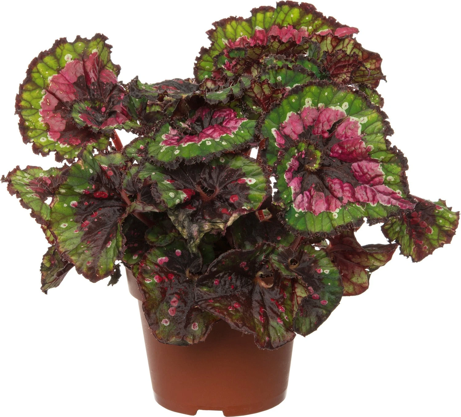 Bladbegonia (Begonia Rex (MC) 'Macarena') D 13 H 25 Cm 3 Bladbegonia (Begonia Rex (MC) 'Macarena') D 13 H 25 Cm