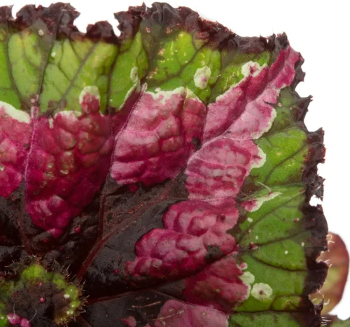 Bladbegonia (Begonia Rex (MC) 'Macarena') D 13 H 25 Cm 5 Bladbegonia (Begonia Rex (MC) 'Macarena') D 13 H 25 Cm -Tuinplanten Winkel 8717263468400 2