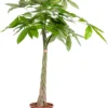 Geldboom (Pachira Aquatica) D 21 H 100 Cm -Tuinplanten Winkel 8717263468738 1 1