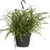 Krulvaren In Hangpot (Nephrolepis 'Duffi') D 17 H 35 Cm -Tuinplanten Winkel 8717263469902