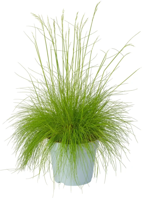Ruwe Smele (Deschampsia Flexuosa 'Amilime') D 17 H 30 Cm