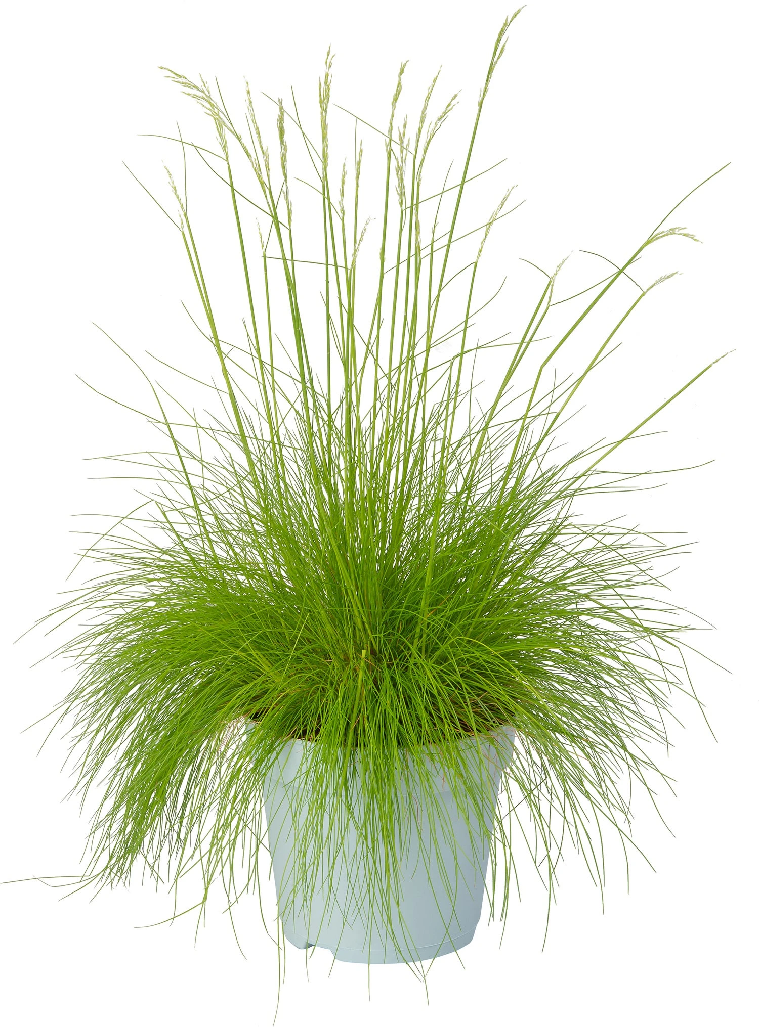 Ruwe Smele (Deschampsia Flexuosa 'Amilime') D 17 H 30 Cm 3 Ruwe Smele (Deschampsia Flexuosa 'Amilime') D 17 H 30 Cm