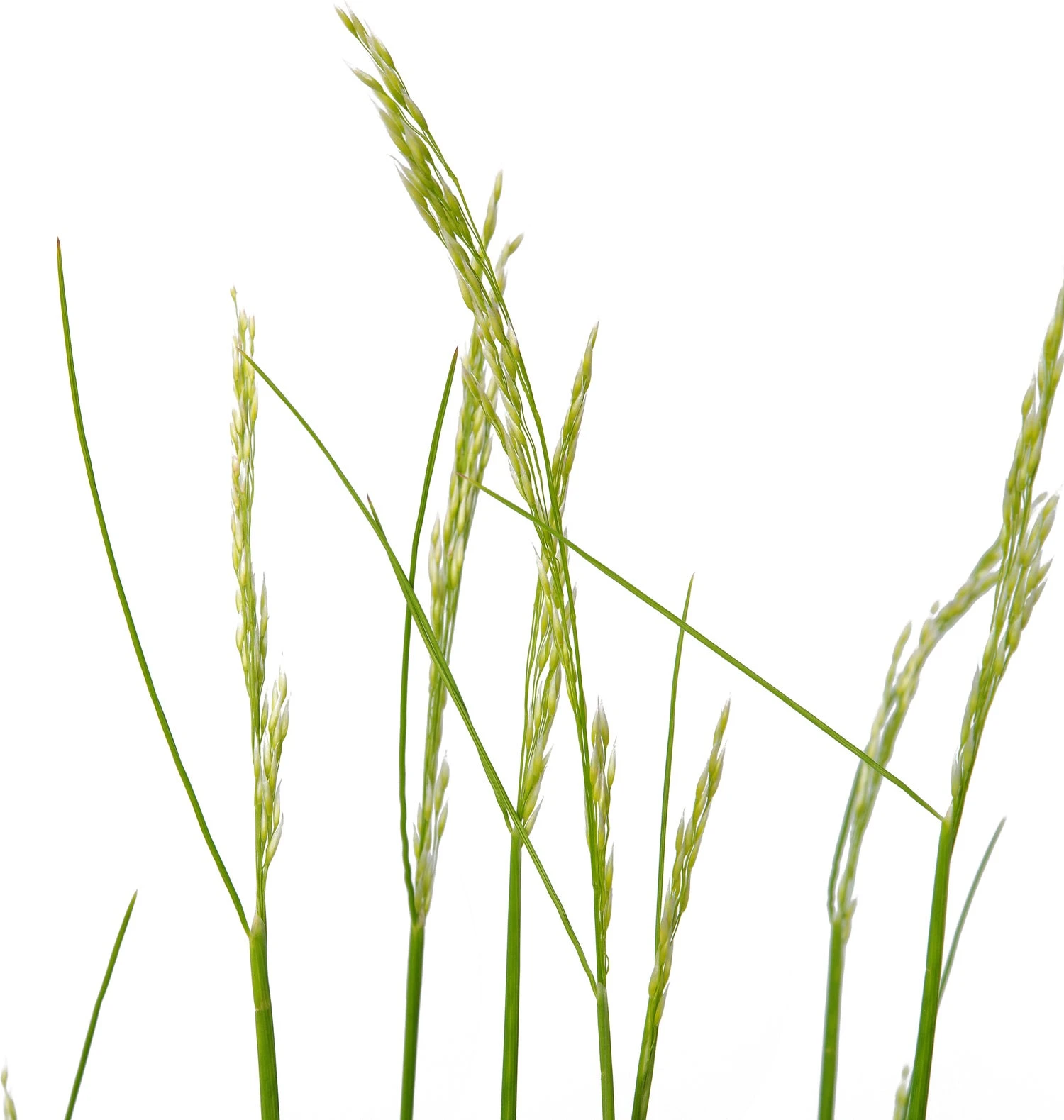 Ruwe Smele (Deschampsia Flexuosa 'Amilime') D 17 H 30 Cm 4 Ruwe Smele (Deschampsia Flexuosa 'Amilime') D 17 H 30 Cm - Afbeelding 2