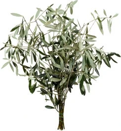 Olijftakken (Olea Europea) 60 Cm