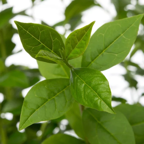 Liguster (Ligustrum Ovalifolium) D 17 H 40 Cm -Tuinplanten Winkel 8717263520269 2