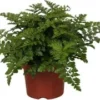 Moedervaren (Asplenium 'Parvati') D 12 H 25 Cm 1 Moedervaren (Asplenium 'Parvati') D 12 H 25 Cm -Tuinplanten Winkel 8717263540632