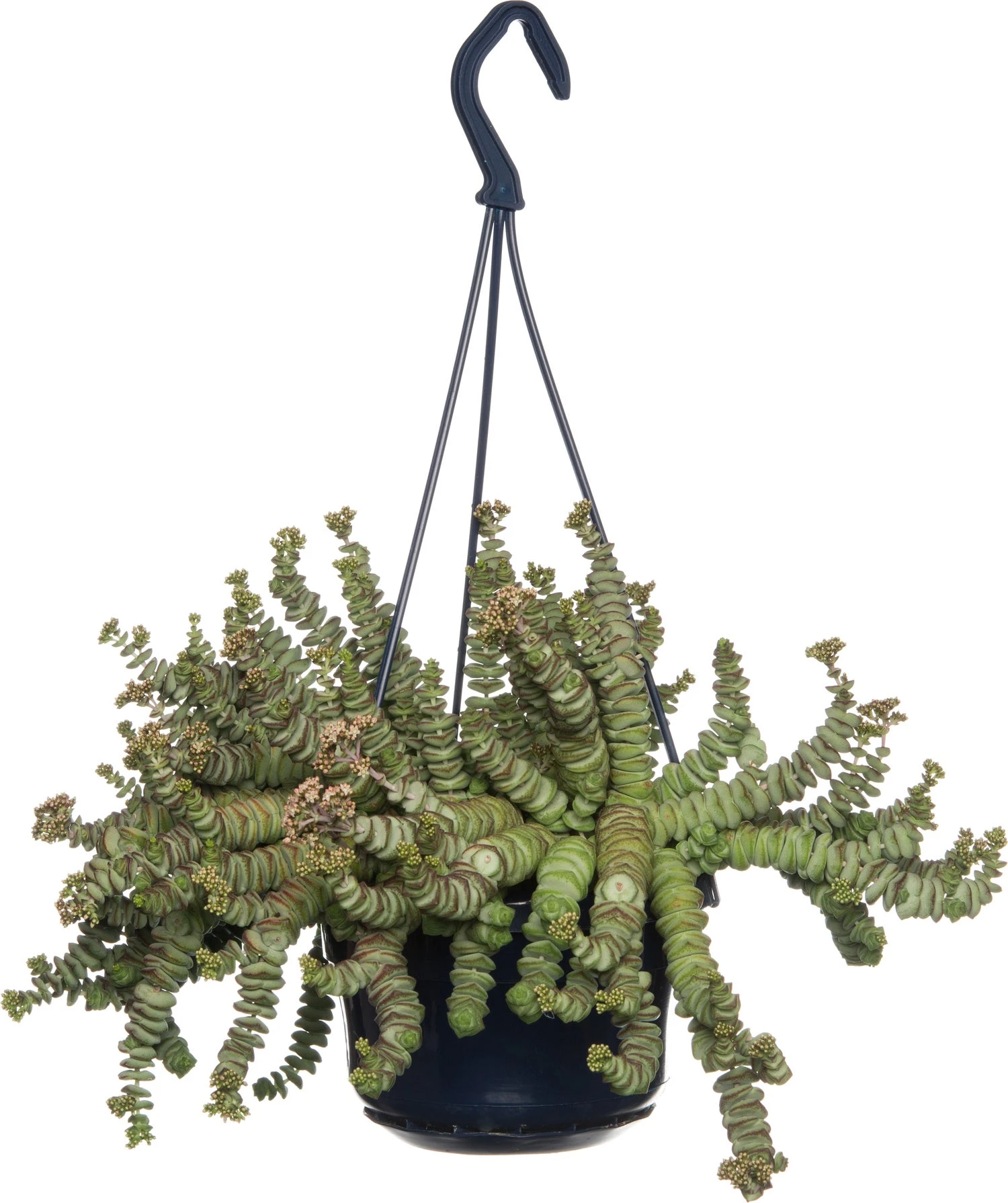 Crassula In Hangpot (Crassula Marnieriana 'Hottentot') D 14 H 25 Cm 3 Crassula In Hangpot (Crassula Marnieriana 'Hottentot') D 14 H 25 Cm