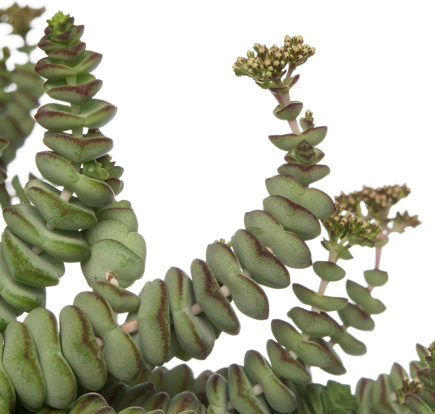 Crassula In Hangpot (Crassula Marnieriana 'Hottentot') D 14 H 25 Cm 4 Crassula In Hangpot (Crassula Marnieriana 'Hottentot') D 14 H 25 Cm - Afbeelding 2