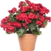 Begonia (Begonia 'el Grace') D 14 H 35 Cm -Tuinplanten Winkel 8717263541103 0