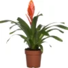 Vriesea (Vriesea 'Intenso Orange') D 12 H 42 Cm 1 Vriesea (Vriesea 'Intenso Orange') D 12 H 42 Cm -Tuinplanten Winkel 8717263542308