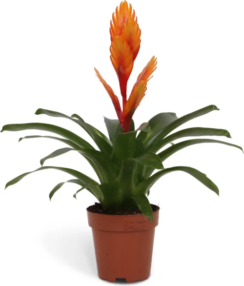 Vriesea (Vriesea 'Intenso Orange') D 12 H 42 Cm -Tuinplanten Winkel 8717263542308 1