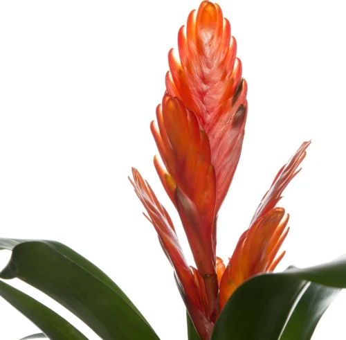 Vriesea (Vriesea 'Intenso Orange') D 12 H 42 Cm -Tuinplanten Winkel 8717263542308 2