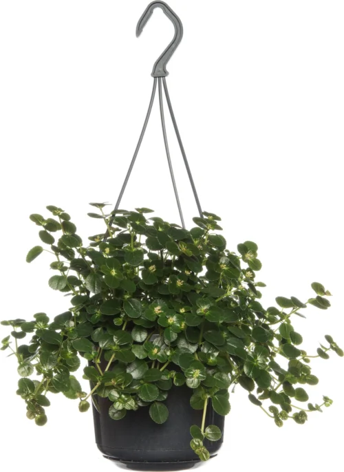 Kanonplantje (Pilea Depressa 'Sao Paulo') D 15 H 25 Cm