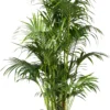 Kentiapalm (Howea Forsteriana) D 34 H 200 Cm