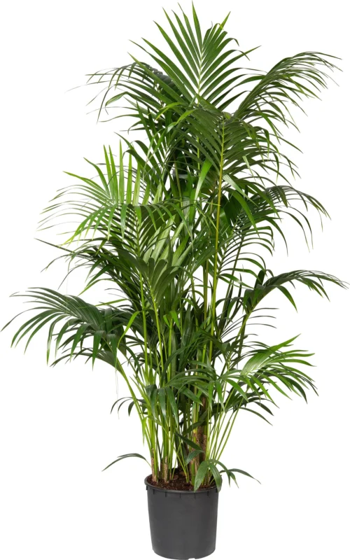 Kentiapalm (Howea Forsteriana) D 34 H 200 Cm
