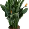 Paradijsvogelbloem (Strelitzia Reginae) D 40 H 150 Cm 1 Paradijsvogelbloem (Strelitzia Reginae) D 40 H 150 Cm -Tuinplanten Winkel 8717263543268