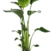 Paradijsvogelplant (Strelitzia Nicolai) D 19 H 90 Cm 2 Paradijsvogelplant (Strelitzia Nicolai) D 19 H 90 Cm -Tuinplanten Winkel 8717263543275