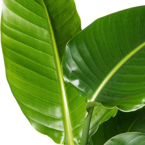 Paradijsvogelplant (Strelitzia Nicolai) D 19 H 90 Cm 5 Paradijsvogelplant (Strelitzia Nicolai) D 19 H 90 Cm -Tuinplanten Winkel 8717263543275 2