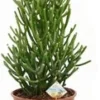 Biologische Potloodplant (Euphorbia Tirucalli) D 17 H 45 Cm -Tuinplanten Winkel 8717263543374