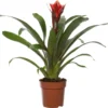 Guzmania (Guzmania 'Happyness') D 12 H 45 Cm