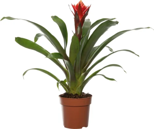 Guzmania (Guzmania 'Happyness') D 12 H 45 Cm