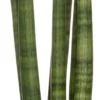 Vrouwentong (Sansevieria Cylindrica 'Straight') D 10 H 30 Cm 1 Vrouwentong (Sansevieria Cylindrica 'Straight') D 10 H 30 Cm -Tuinplanten Winkel 8717263544357 1 scaled