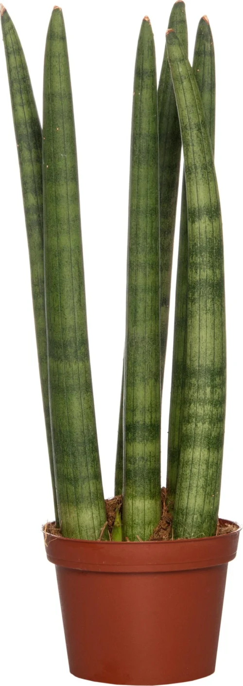 Vrouwentong (Sansevieria Cylindrica 'Straight') D 10 H 30 Cm