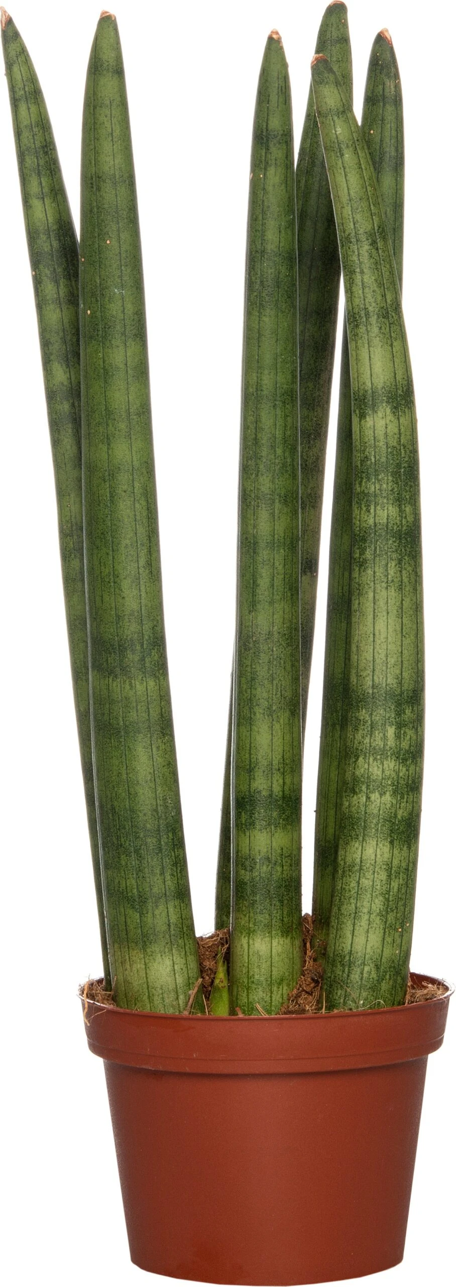 Vrouwentong (Sansevieria Cylindrica 'Straight') D 10 H 30 Cm 3 Vrouwentong (Sansevieria Cylindrica 'Straight') D 10 H 30 Cm