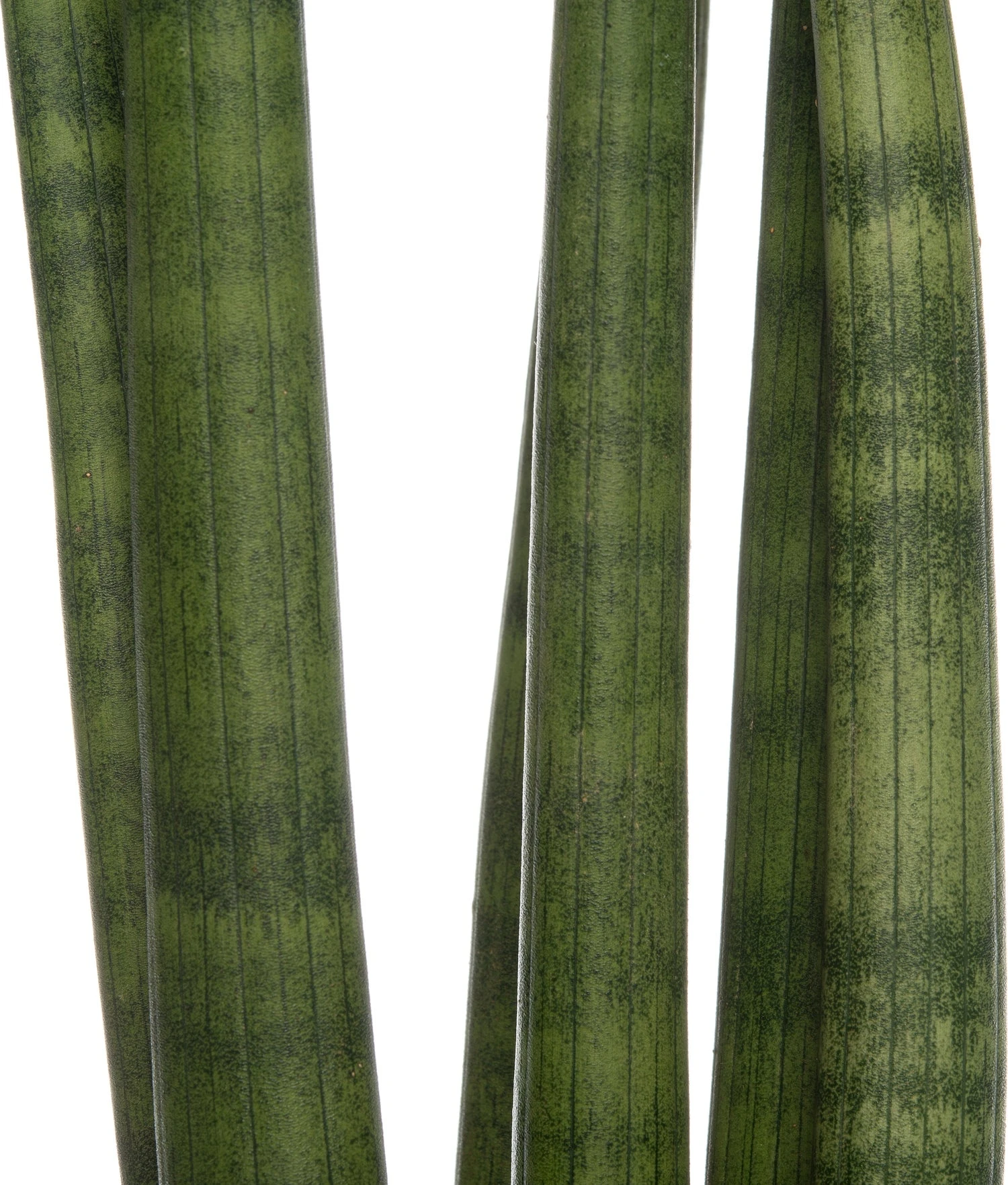 Vrouwentong (Sansevieria Cylindrica 'Straight') D 10 H 30 Cm 4 Vrouwentong (Sansevieria Cylindrica 'Straight') D 10 H 30 Cm - Afbeelding 2