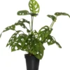 Gatenplant (Monstera 'Monkey Mask') D 12 H 30 Cm -Tuinplanten Winkel 8717263545019