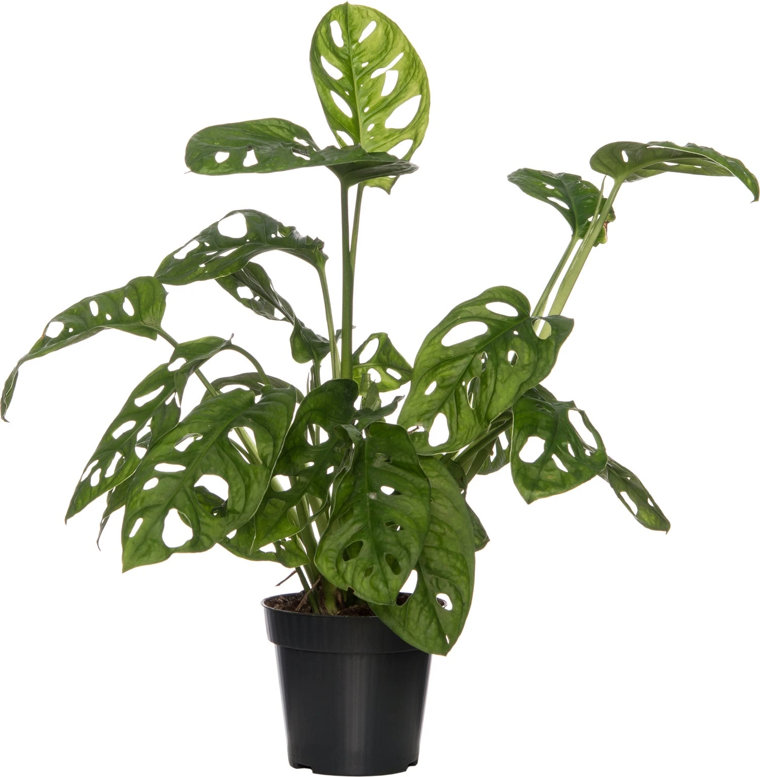 Gatenplant (Monstera 'Monkey Mask') D 12 H 30 Cm 3 Gatenplant (Monstera 'Monkey Mask') D 12 H 30 Cm