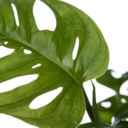 Gatenplant (Monstera 'Monkey Mask') D 12 H 30 Cm 5 Gatenplant (Monstera 'Monkey Mask') D 12 H 30 Cm -Tuinplanten Winkel 8717263545019 2