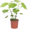 Kamerlinde (Sparmannia Africana) D 17 H 45 Cm 2 Kamerlinde (Sparmannia Africana) D 17 H 45 Cm -Tuinplanten Winkel 8717263545026 0 1