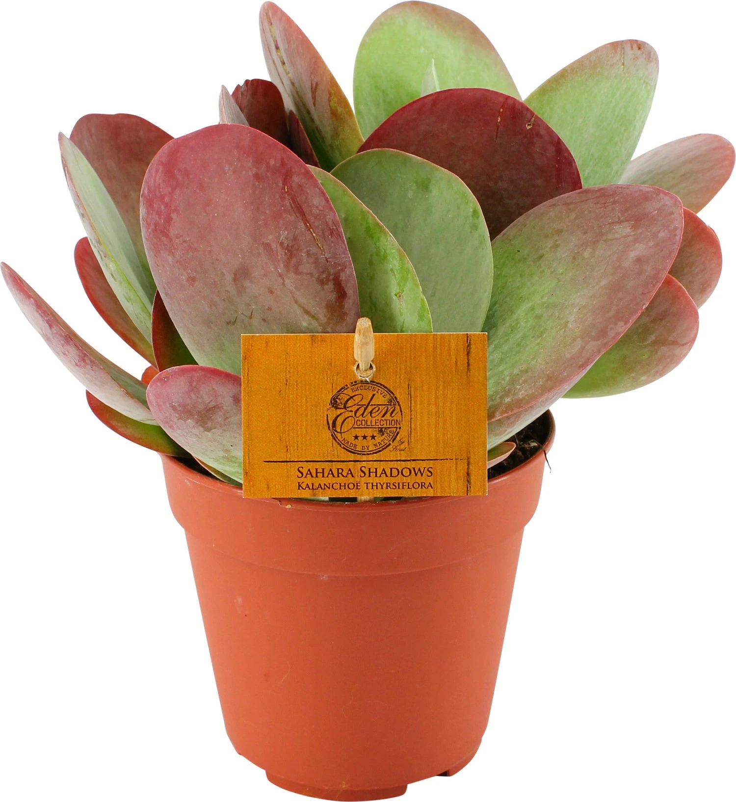 Woestijnroos (Kalanchoe Thyrsiflora) D 12 H 20 Cm 3 Woestijnroos (Kalanchoe Thyrsiflora) D 12 H 20 Cm