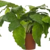 Calathea (Calathea Musaica 'Network') D 14 H 40 Cm 1 Calathea (Calathea Musaica 'Network') D 14 H 40 Cm -Tuinplanten Winkel 8717263545880
