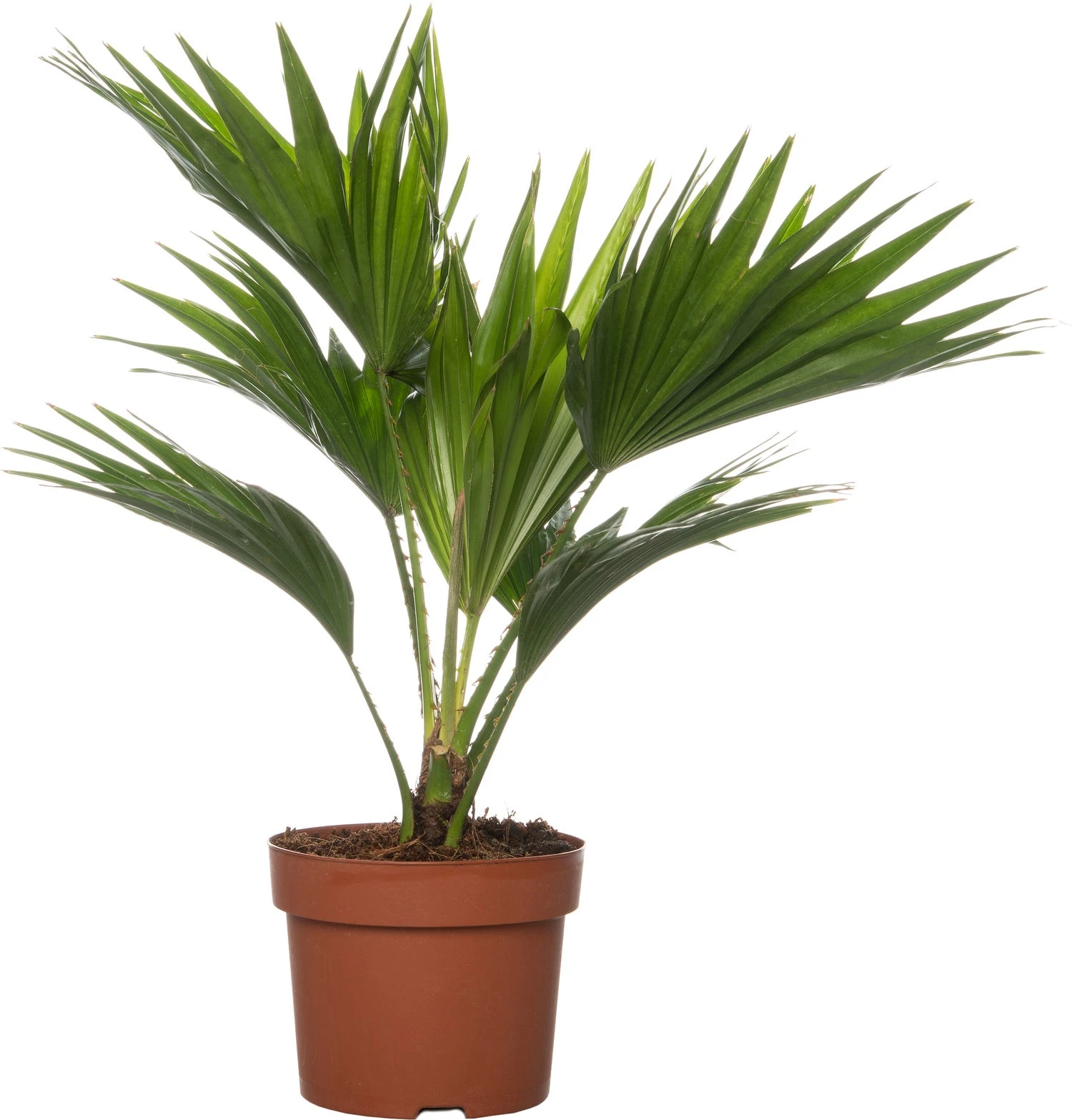 Waaierpalm (Livistona Rotundifolia) D 12 H 35 Cm 3 Waaierpalm (Livistona Rotundifolia) D 12 H 35 Cm