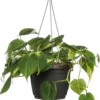 Philodendron In Hangpot (Philodendron Scandens 'Brasil') D 17 H 30 Cm -Tuinplanten Winkel 8717263548102