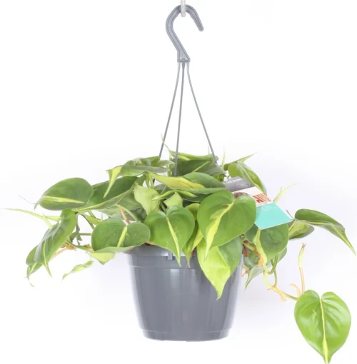 Philodendron In Hangpot (Philodendron Scandens 'Brasil') D 17 H 30 Cm -Tuinplanten Winkel 8717263548102 1