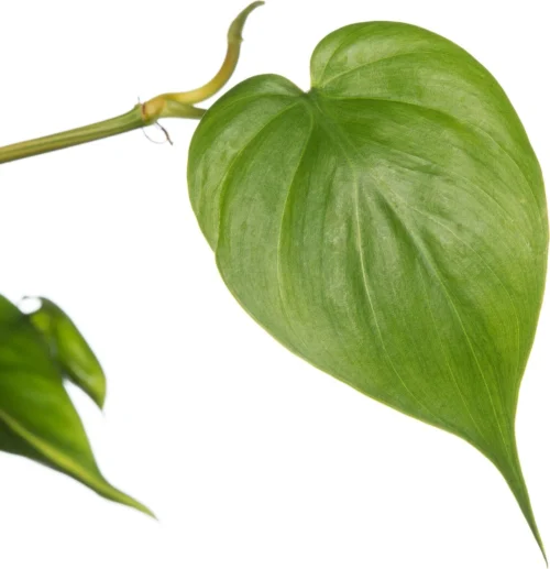 Philodendron In Hangpot (Philodendron Scandens 'Brasil') D 17 H 30 Cm -Tuinplanten Winkel 8717263548102 2