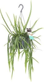 Bladcactus In Hangpot (Lepismium Bolivianum) D 17 H 40 Cm 3 Bladcactus In Hangpot (Lepismium Bolivianum) D 17 H 40 Cm