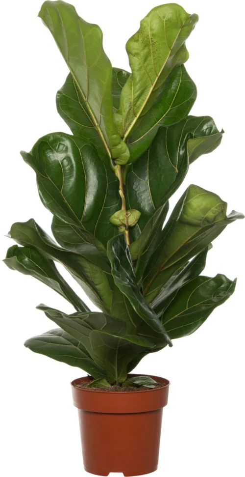 Vioolbladplant (Ficus Lyrata) D 17 H 65 Cm