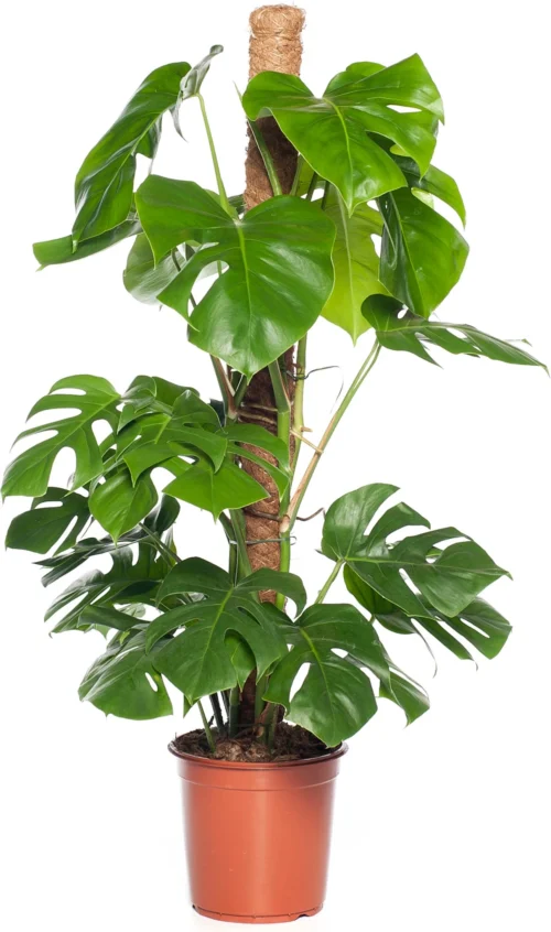 Gatenplant Op Mosstok (Monstera Pertusum) D 24 H 120 Cm 6 Gatenplant Op Mosstok (Monstera Pertusum) D 24 H 120 Cm -Tuinplanten Winkel 8717263549116 1 1
