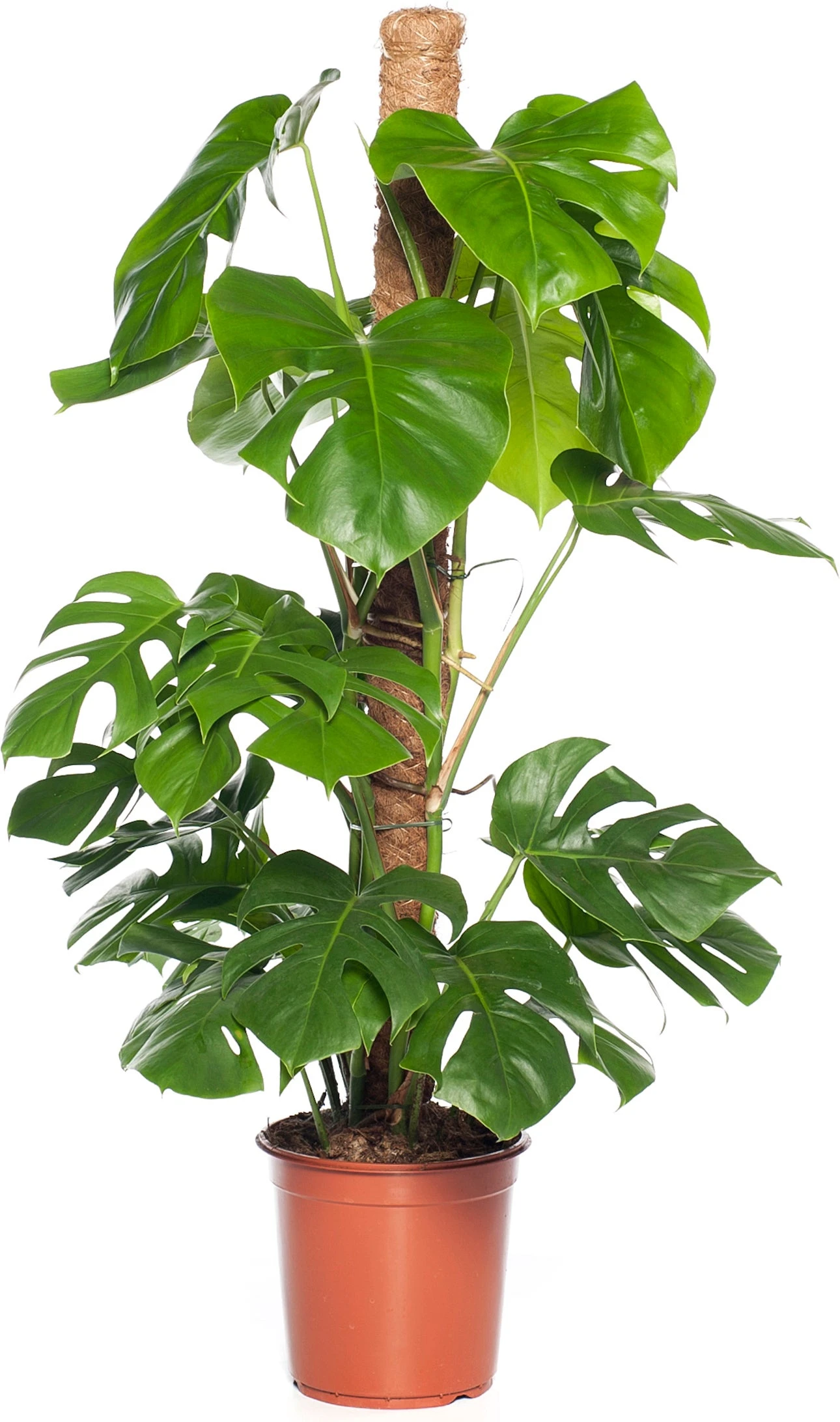 Gatenplant Op Mosstok (Monstera Pertusum) D 24 H 120 Cm 4 Gatenplant Op Mosstok (Monstera Pertusum) D 24 H 120 Cm - Afbeelding 2