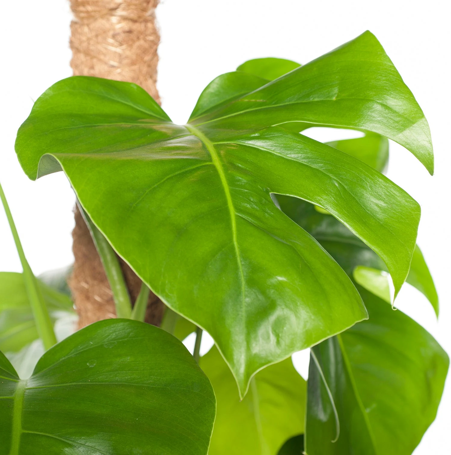 Gatenplant Op Mosstok (Monstera Pertusum) D 24 H 120 Cm 5 Gatenplant Op Mosstok (Monstera Pertusum) D 24 H 120 Cm - Afbeelding 3