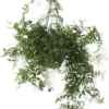 Jasmijn In Hangpot (Jasminum Polyanthum) D 17 H 50 Cm -Tuinplanten Winkel 8717263549567 1