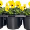 Hoornviool (Viola Cornuta) Sixpack Geel Met Oog D 9 H 10 Cm -Tuinplanten Winkel 8717263562658 1