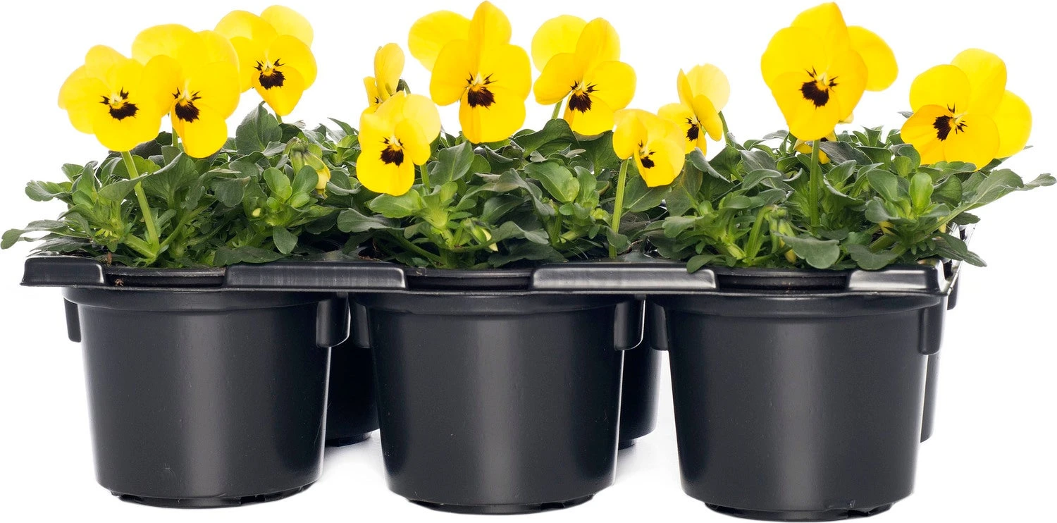 Hoornviool (Viola Cornuta) Sixpack Geel Met Oog D 9 H 10 Cm 3 Hoornviool (Viola Cornuta) Sixpack Geel Met Oog D 9 H 10 Cm